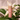 Cosmesi